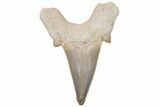 Fossil Shark Tooth (Otodus) - Morocco #211886-1